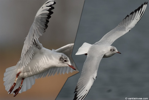 Black-headed Gull, 3cy, W[E8YX], black spots on wings