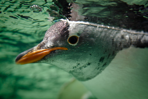 Gentoo Penguin by Connis and Arthur