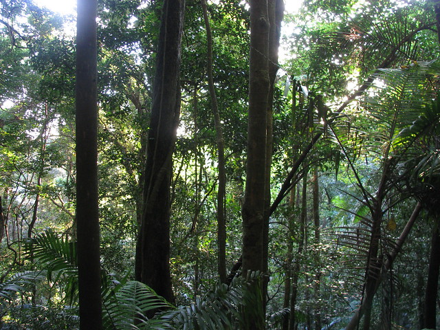 Rainforest, Joyners Ridge Road