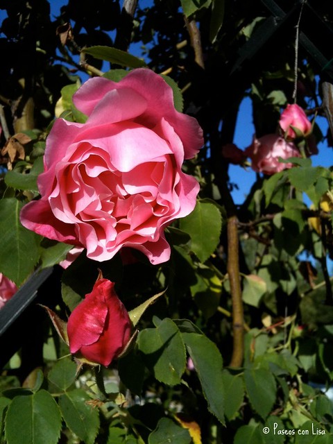 (337) Rosa rosa