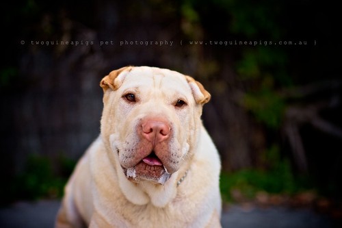 Lucy the Shar Pei by twoguineapigs pet photography dog photographer