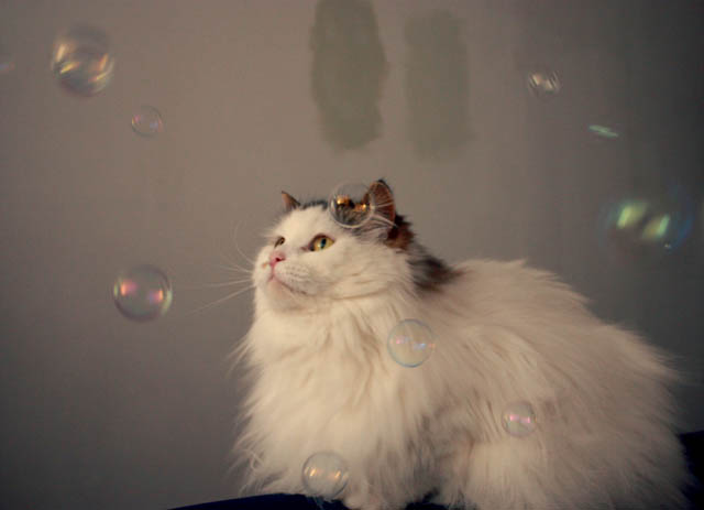 lou lou bubbles e
