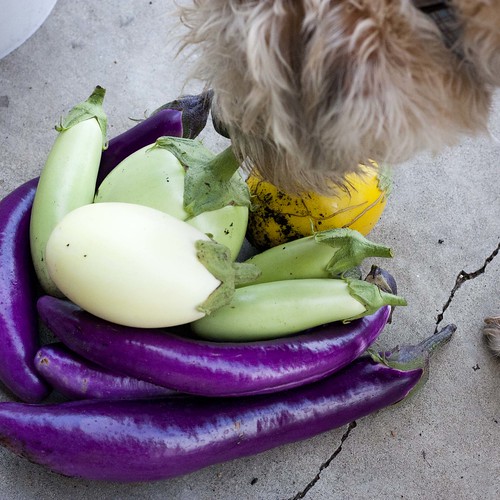 Garden to table: eggplant