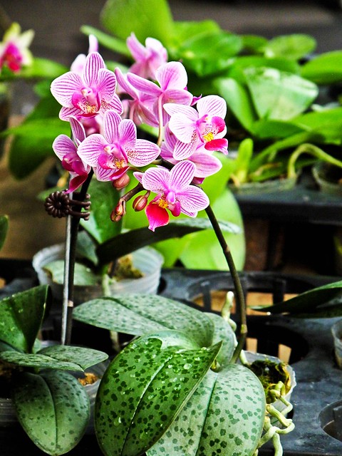 IMG_0653 Orchid ,胡姬花