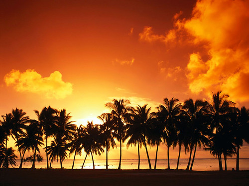 フリー写真素材|自然・風景|夕日・夕焼け・日没|海|樹木|やしの木|
