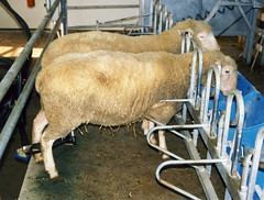 Milking Dorset ewes
