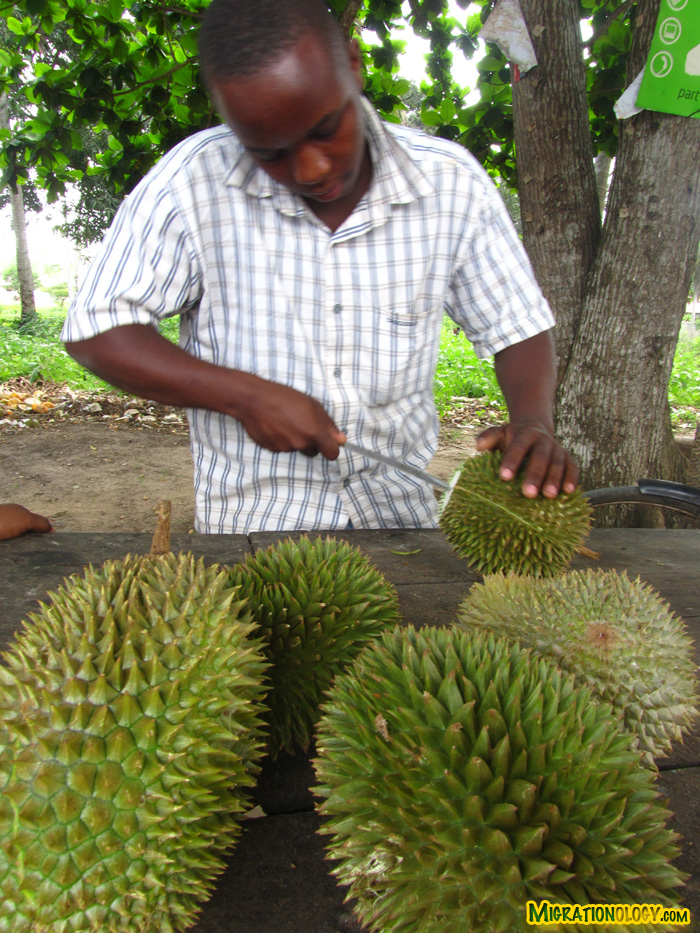 zanzibar-durian