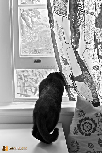 twoguineapigs pet photography pet portrait black cat pf