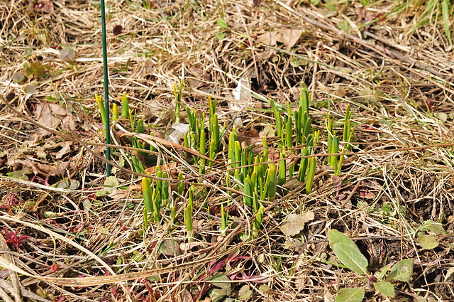 Daffodil (DS3_6149)