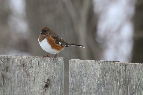 Female towhee by ricmcarthur