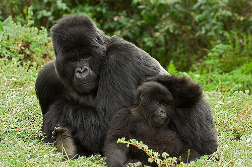gorilas de montaña