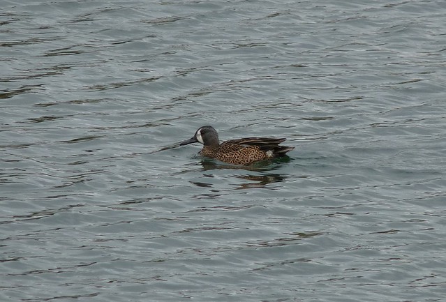 24035 - Blue Winged Teal, Sandy Water Park, Llanelli