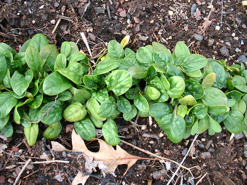 Spinach is up!