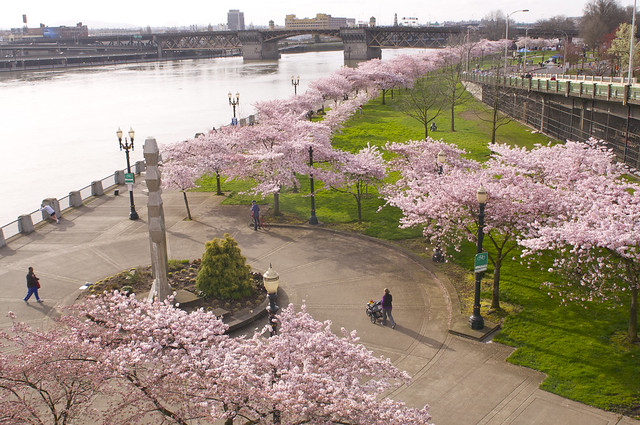Cherry Blossoms ~ Tom McCall Waterfront Park