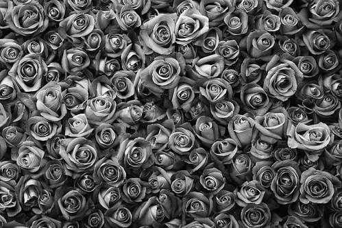  フリー写真素材, 花・植物, バラ科, 薔薇・バラ, モノクロ写真,  