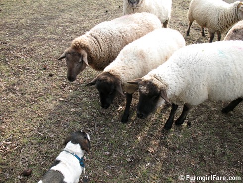 Meet the Sheep Day 5