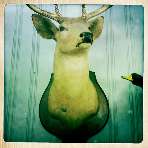 Oh Deer.
