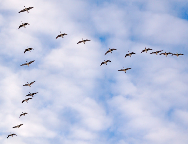 Willmore Park, in Saint Louis, Missouri, USA - geese flying overhead 2