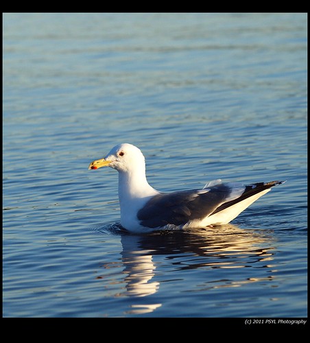 Unidentified Gull (Larus spp.)