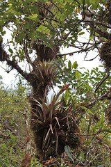 Tillandsia turneri (Bromeliaceae)