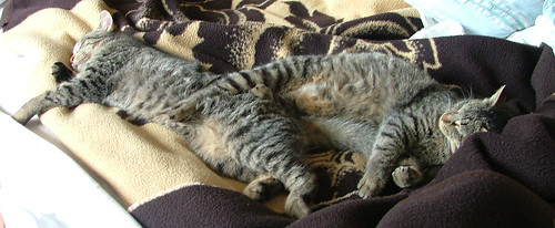 sleeping cats - Sancho & Pablo