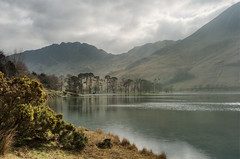 Buttermere pines and Haystacks