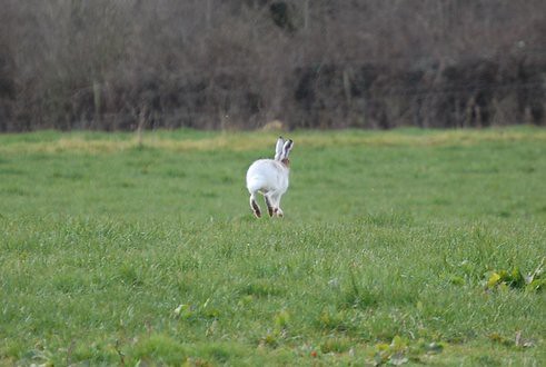 Irish White Hare