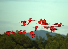 Scarlet Ibises in Flight