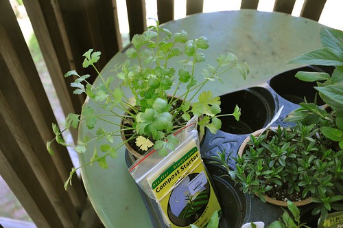 laksa plant. laksa plant. review is theythis year Frost tender rau plantthe coriander