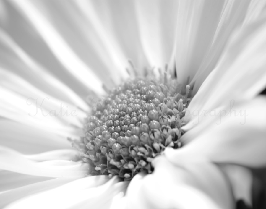 daisy-black-and-white-3