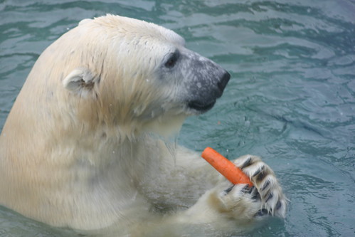 Polar bear lunch