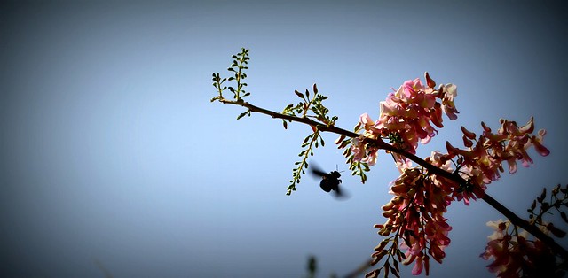 black bumble bee - hovering