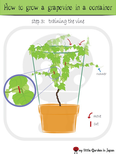 How-to-grow-a-grapevine-in-a-container-4