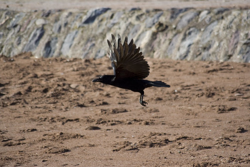 Crow flying across the beach