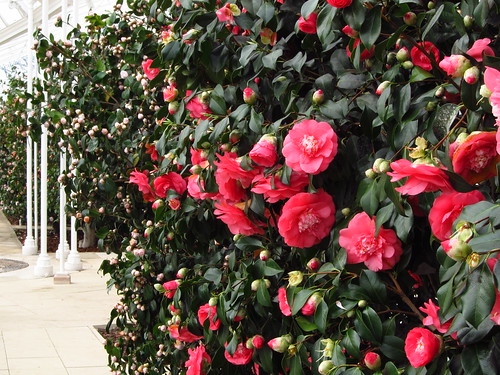 Camellia Conservatory