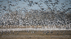 Swarm of sandhill cranes, Ross geese and Snow Geese