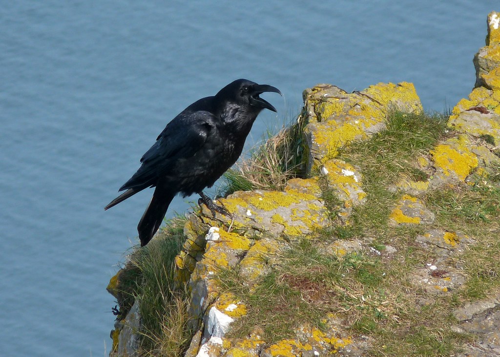 23945 - Raven, Worms Head, Rhossili, Gower