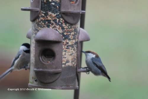 Brown-headed Nuthatch with Chickadee