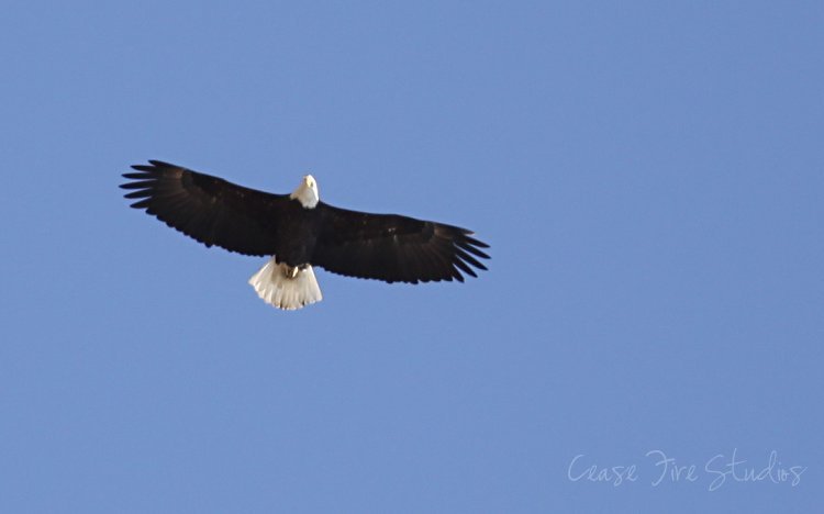 03-11-eagles