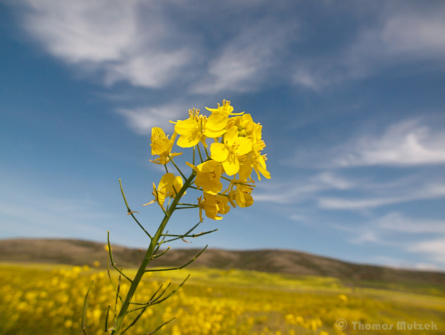 Mustard Flower, San Mateo, California, March 2011 
