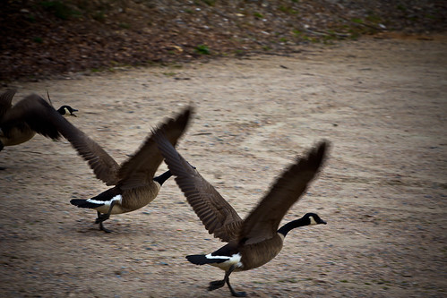 110315 Geese