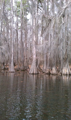 Caddo Lake 16 by fables98