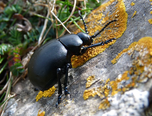 24126 - Bloody Nosed Beetle, Rhossili, Gower