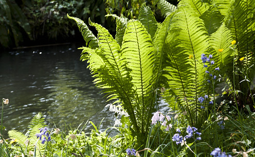 Ferns on the River Bank - Copyright R.Weal 2011