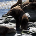Maschio dominante (Lobo marino de un pelo) sul canale di beagle