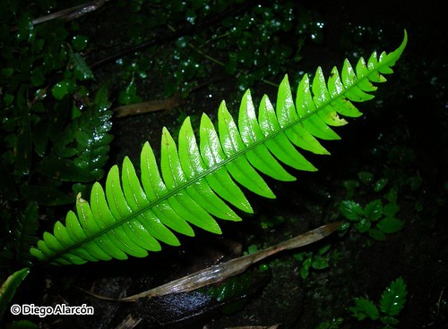 <br><br><br><br>Fronde estéril o fotosintética del helecho <i>Blechnum mochaenum</i>, creciendo en el Monumento Natural Contulmo, Cordillera de Nahuelbuta, Región de la Araucanía.
