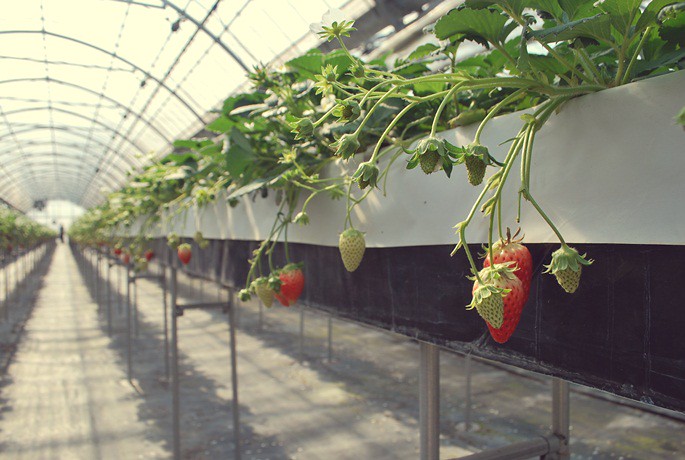 strawberryhunting
