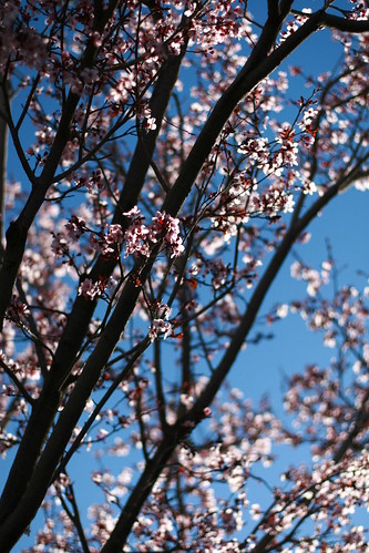 2.20 - Spring Arrives...early