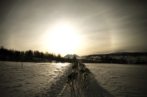 Carolin Weinkopf, Schlittenhunde, Dog sledging, Tromsø, norway