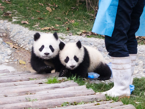 Small Pandas